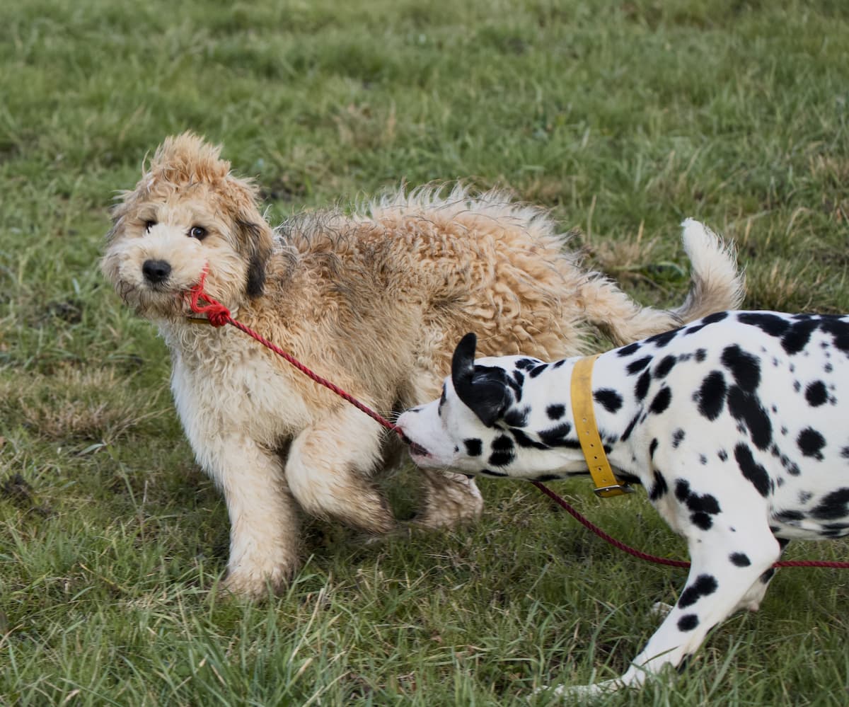 Golden doodle et dalmatien jouant ensemble dans l'herbe lors d'une balade Dardidog