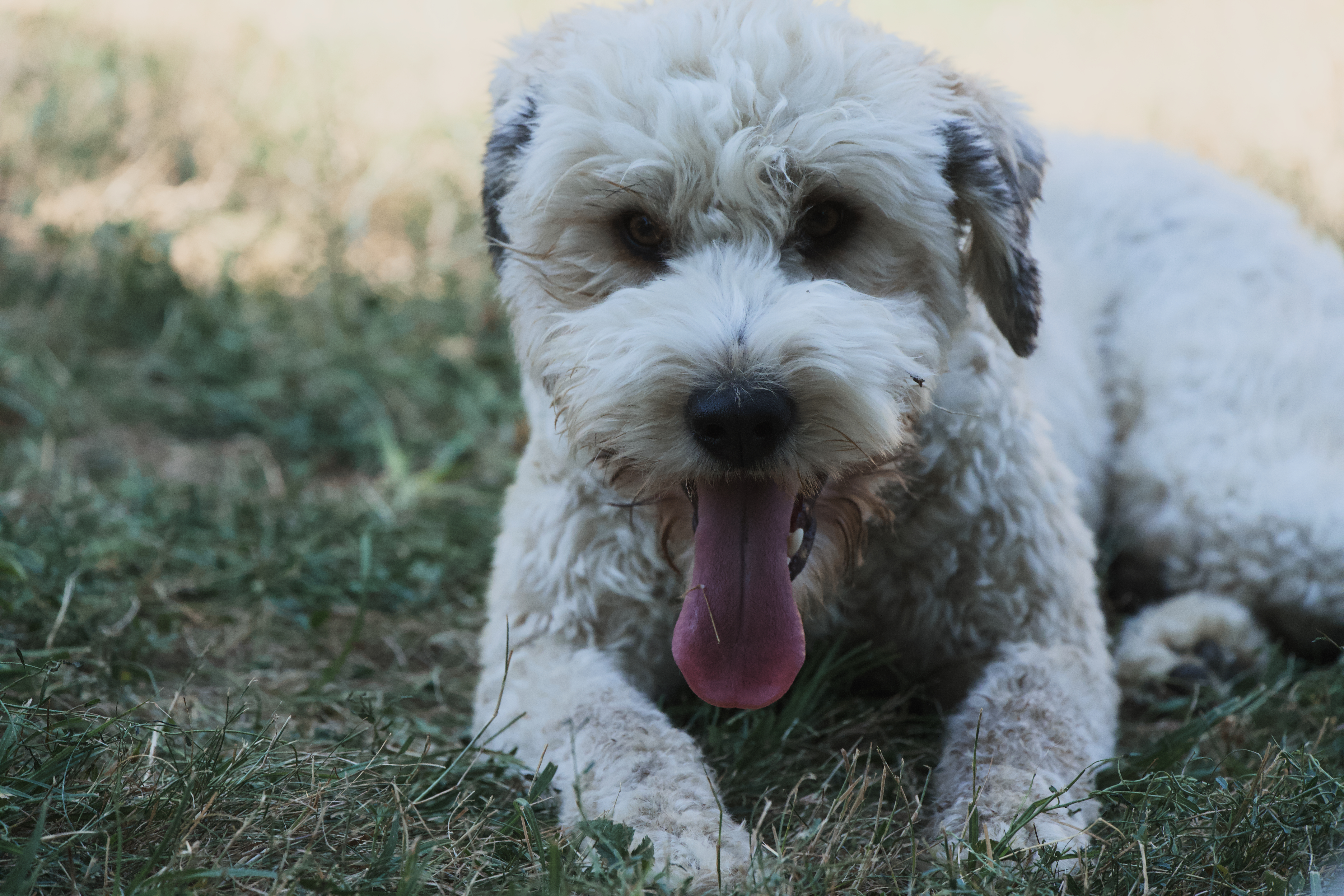 Chien lors d'une promenade en période de fortes chaleurs