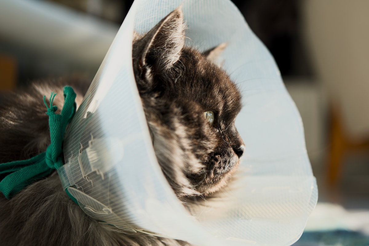 Chat tigré gris avec une collerette élisabéthaine — garde chat à domicile Dardidog