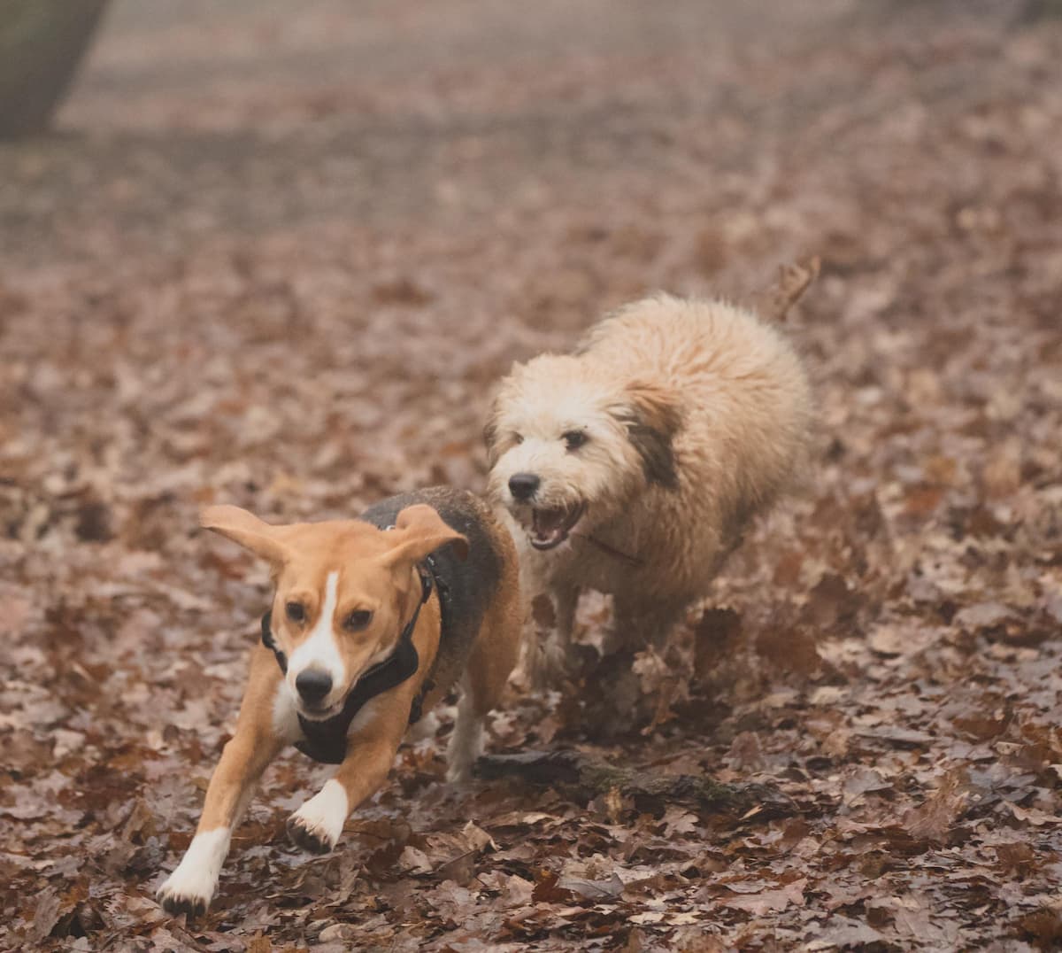 Golden doodle et un beagle courant ensemble dans les feuilles mortes en forêt — balade chien Dardidog