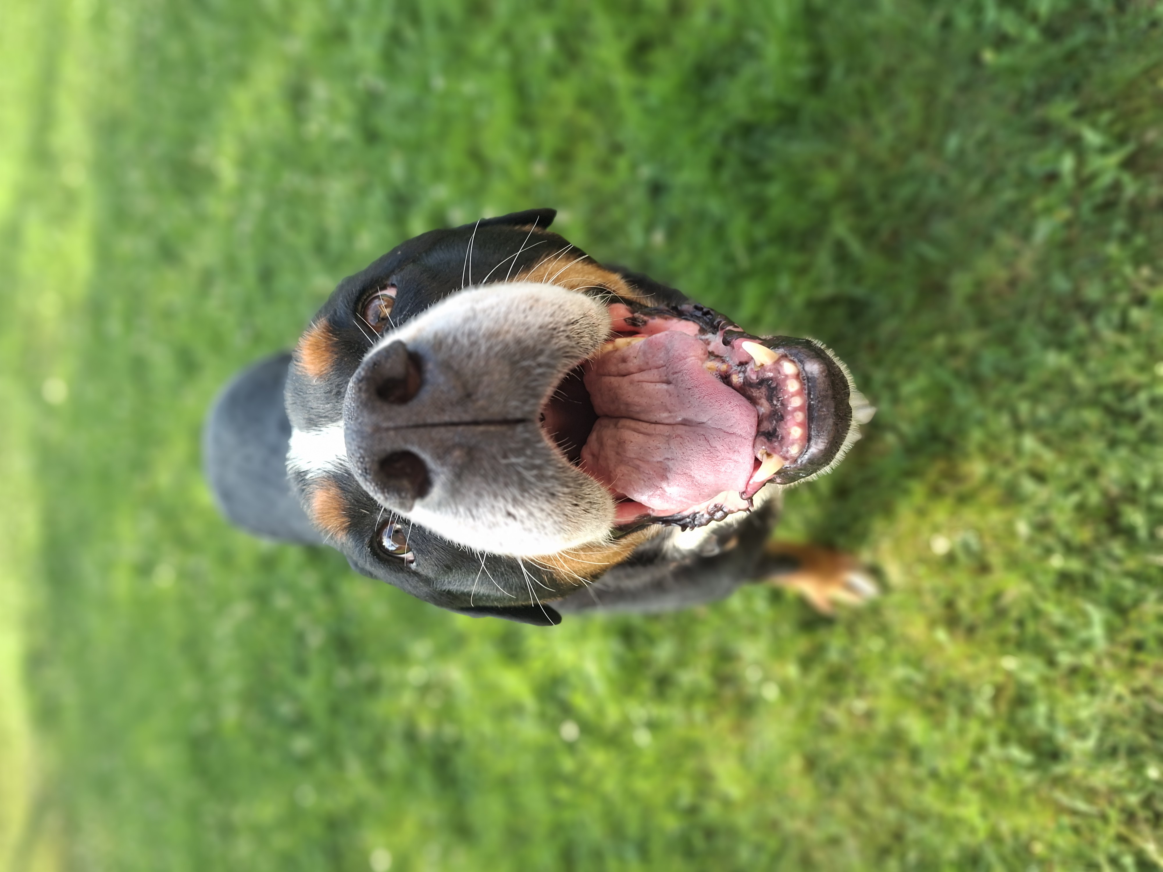 chien souriant à la caméra lors d'une promenade de chien Dardidog à Limonest