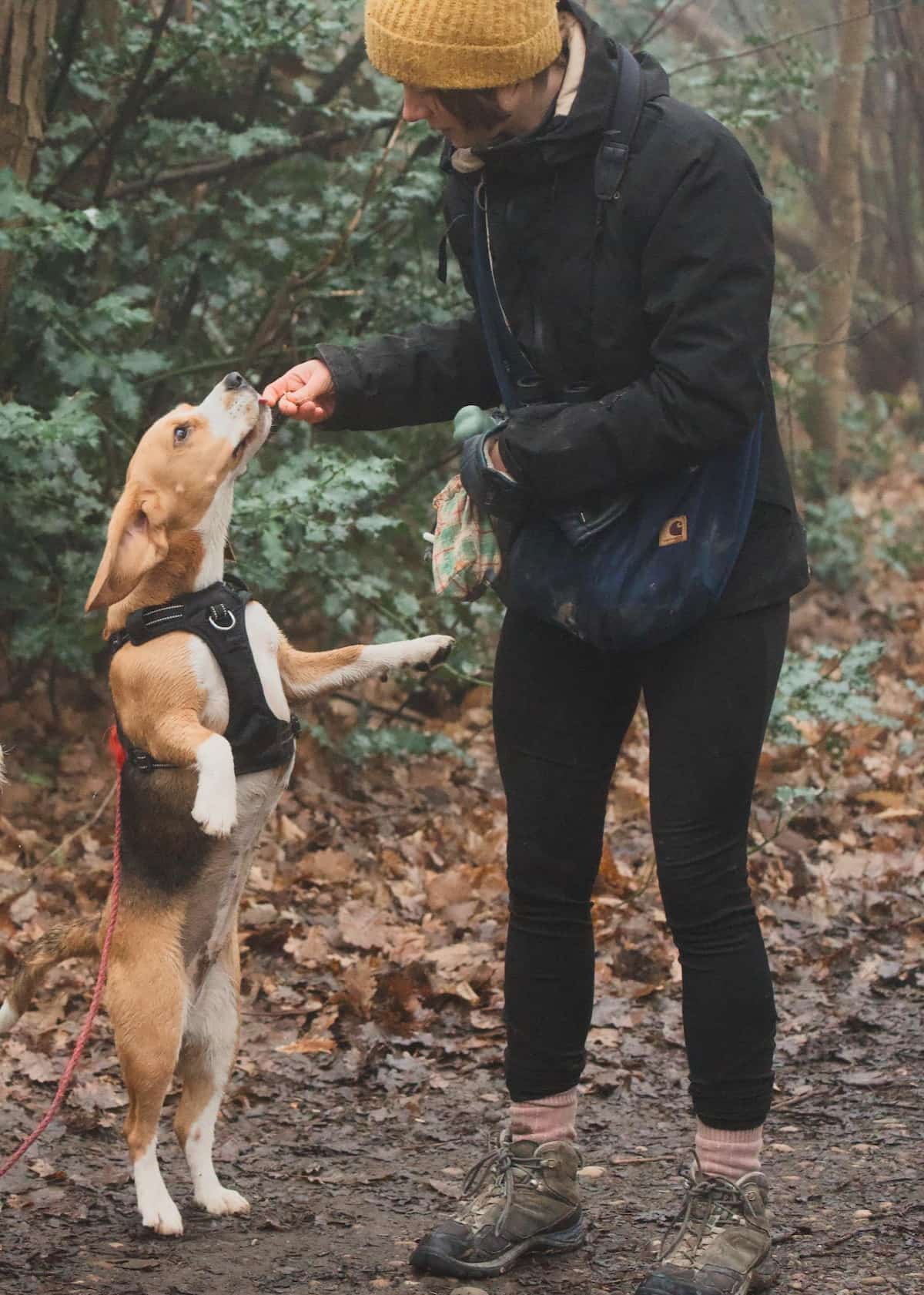 Pet-sitter Dardidog en forêt donnant une friandise à un beagle dressé sur ses pattes arrière