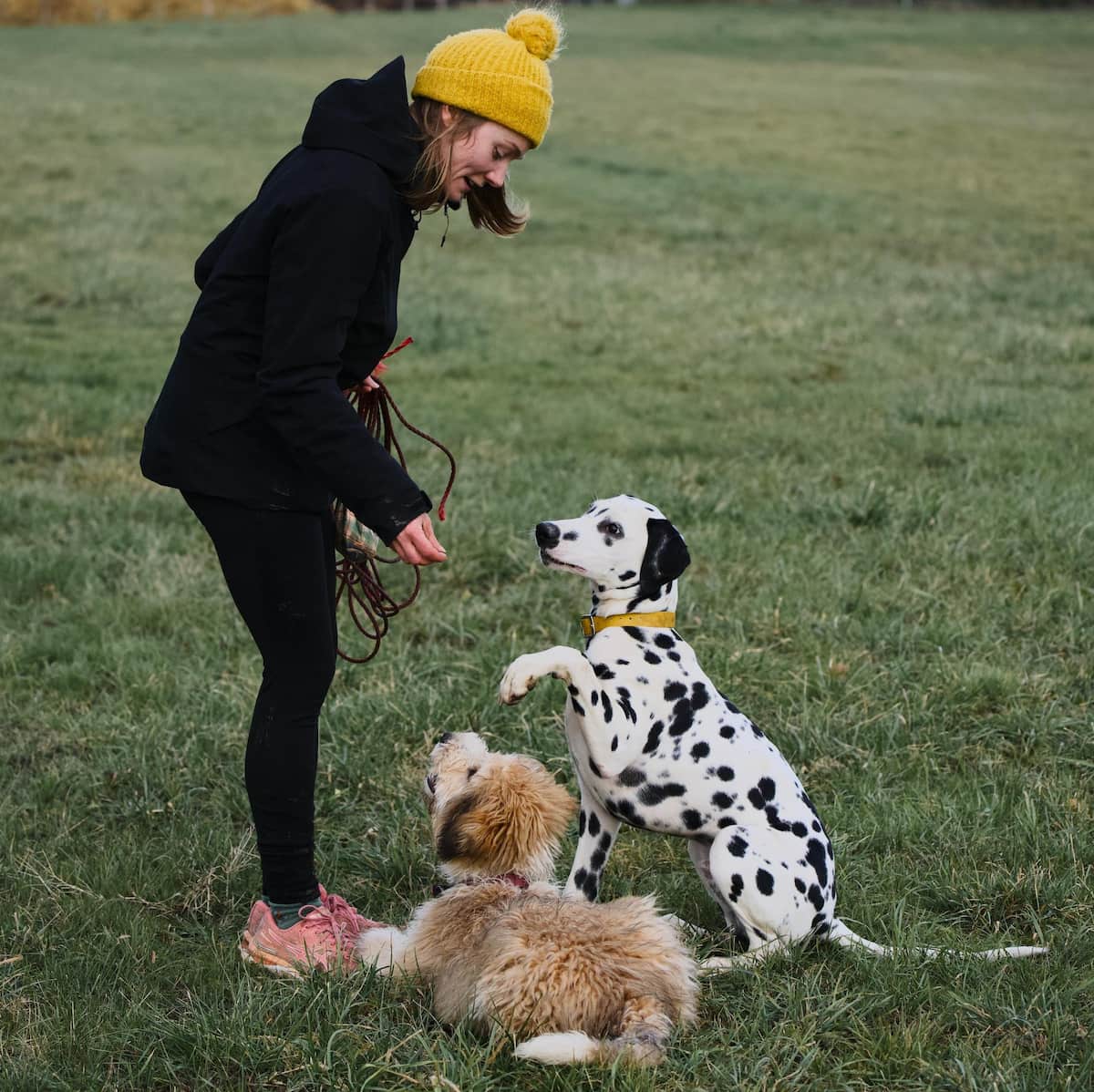 Pet-sitter Dardidog dans un pré avec un golden doodle couché et un dalmatien assis sur ses pattes arrière