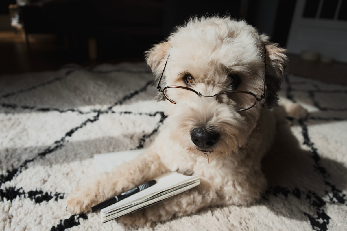Chien avec des lunettes couché devant un carnet et un stylo