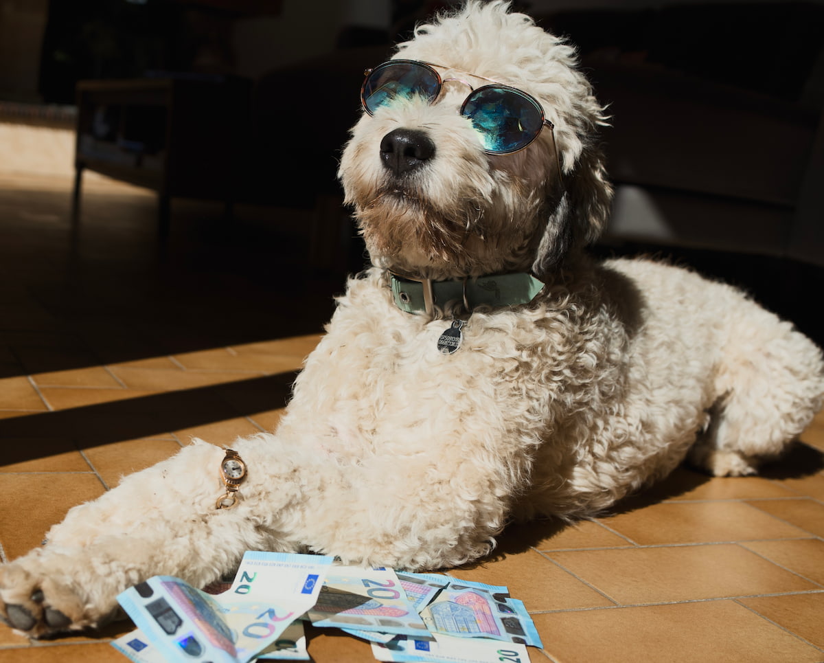Chien avec des lunettes de soleil et des billets
