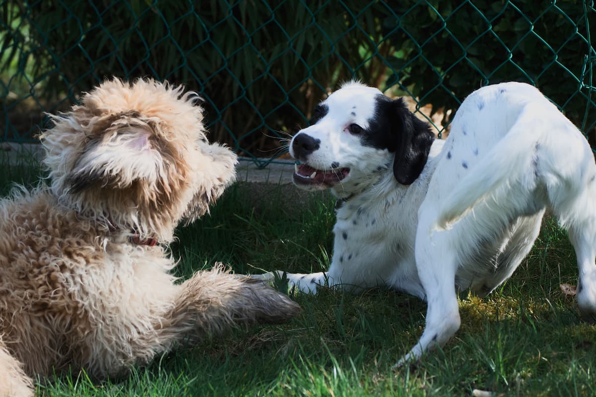 Deux chiens jouant dans un jardin — golden doodle et chien blanc tacheté gardés par Dardidog